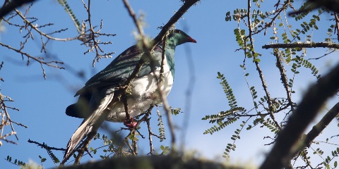 Car Decal 48"W x 24"H - Click to view this design